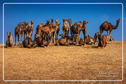 Pushkar (1147) Feira de camelos de Pushkar (Kartik Mela)