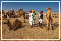 Pushkar (1161) Fiera dei cammelli di Pushkar (Kartik Mela)