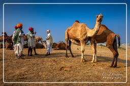 Pushkar (1165) Feira de camelos de Pushkar (Kartik Mela)