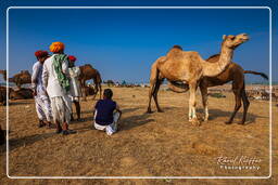 Pushkar (1171) Foire aux chameaux de Pushkar (Kartik Mela)