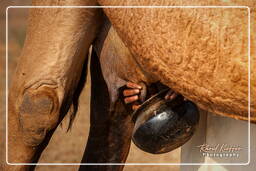 Pushkar Camel Fair (Kartik Mela), Pushkar (1176)