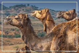 Pushkar (1182) Foire aux chameaux de Pushkar (Kartik Mela)