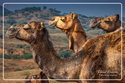 Pushkar (1182) Pushkar Camel Fair (Kartik Mela)