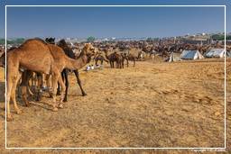 Pushkar (1183) Feria de camellos de Pushkar (Kartik Mela)