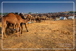 Pushkar (1183) Feira de camelos de Pushkar (Kartik Mela)