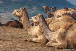 Pushkar (1189) Feria de camellos de Pushkar (Kartik Mela)