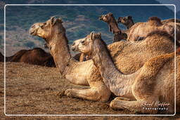 Pushkar Camel Fair (Kartik Mela), Pushkar (1189)