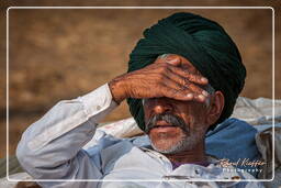 Pushkar (1195) Feira de camelos de Pushkar (Kartik Mela)