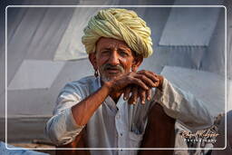 Pushkar (1200) Feira de camelos de Pushkar (Kartik Mela)