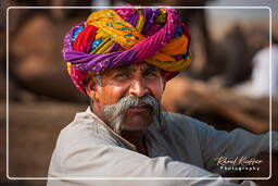 Pushkar (1213) Pushkar Camel Fair (Kartik Mela)