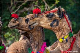 Pushkar (1230) Feira de camelos de Pushkar (Kartik Mela)