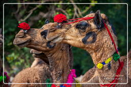 Pushkar (1230) Pushkar Camel Fair (Kartik Mela)