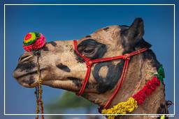 Pushkar (1236) Feria de camellos de Pushkar (Kartik Mela)