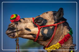 Pushkar (1236) Feira de camelos de Pushkar (Kartik Mela)