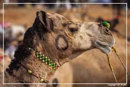 Pushkar (1238) Feira de camelos de Pushkar (Kartik Mela)