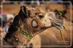 Pushkar (1238) Foire aux chameaux de Pushkar (Kartik Mela)