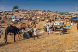 Pushkar (1243) Foire aux chameaux de Pushkar (Kartik Mela)
