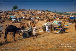 Pushkar (1243) Fiera dei cammelli di Pushkar (Kartik Mela)