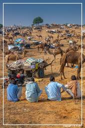 Pushkar (1244) Feria de camellos de Pushkar (Kartik Mela)