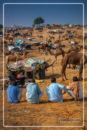 Pushkar Camel Fair (Kartik Mela), Pushkar (1244)