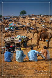 Pushkar (1244) Feria de camellos de Pushkar (Kartik Mela)