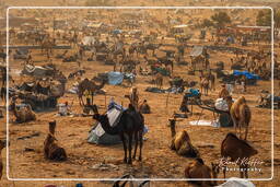 Pushkar Camel Fair (Kartik Mela), Pushkar (1251)
