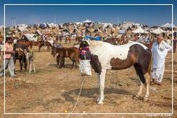 Pushkar (1256) Feria de camellos de Pushkar (Kartik Mela)
