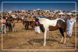 Pushkar (1256) Pushkar Kamelmesse (Kartik Mela)