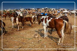Pushkar Camel Fair (Kartik Mela), Pushkar (1259)