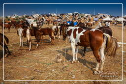 Pushkar (1259) Pushkar Kamelmesse (Kartik Mela)