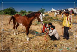 Pushkar (1262) Fiera dei cammelli di Pushkar (Kartik Mela)