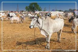 Pushkar (1264) Feria de camellos de Pushkar (Kartik Mela)