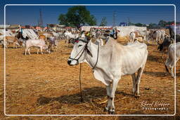 Pushkar (1264) Fiera dei cammelli di Pushkar (Kartik Mela)