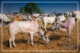 Pushkar (1267) Feira de camelos de Pushkar (Kartik Mela)