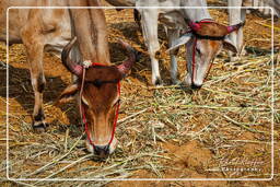 Pushkar (1270) Pushkar Kamelmesse (Kartik Mela)