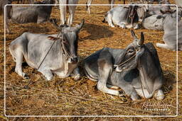 Pushkar (1274) Feria de camellos de Pushkar (Kartik Mela)