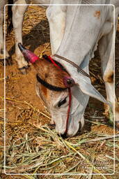 Pushkar (1277) Feria de camellos de Pushkar (Kartik Mela)