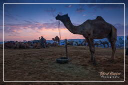 Pushkar (144) Feria de camellos de Pushkar (Kartik Mela)