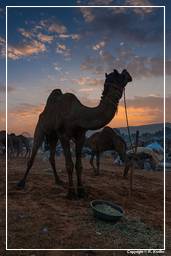 Pushkar (154) Feria de camellos de Pushkar (Kartik Mela)