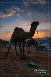 Pushkar (154) Foire aux chameaux de Pushkar (Kartik Mela)