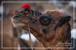 Pushkar (214) Feria de camellos de Pushkar (Kartik Mela)