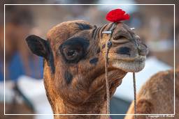 Pushkar (218) Feria de camellos de Pushkar (Kartik Mela)