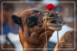 Pushkar (218) Pushkar Camel Fair (Kartik Mela)