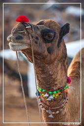 Pushkar (222) Feria de camellos de Pushkar (Kartik Mela)