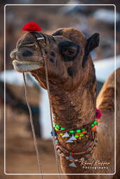 Pushkar (222) Feria de camellos de Pushkar (Kartik Mela)