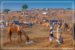 Pushkar (233) Feria de camellos de Pushkar (Kartik Mela)