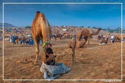 Pushkar (235) Feira de camelos de Pushkar (Kartik Mela)