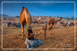 Pushkar (235) Feria de camellos de Pushkar (Kartik Mela)