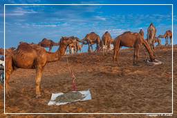 Pushkar (247) Feira de camelos de Pushkar (Kartik Mela)