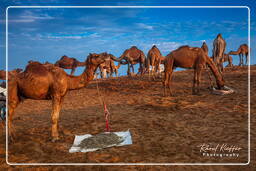 Pushkar (247) Pushkar Camel Fair (Kartik Mela)